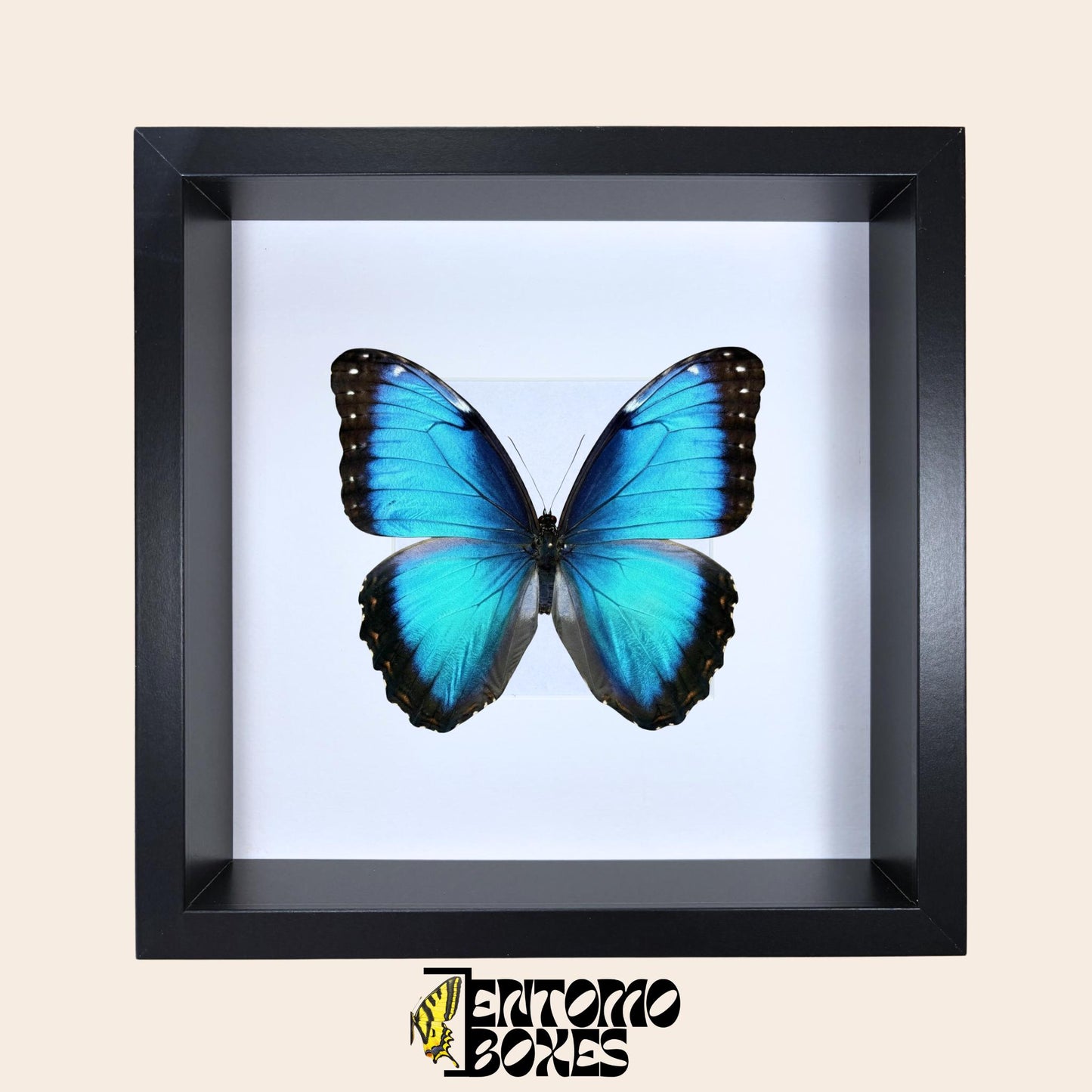 insect storage box (etsy image id: 7745689268)