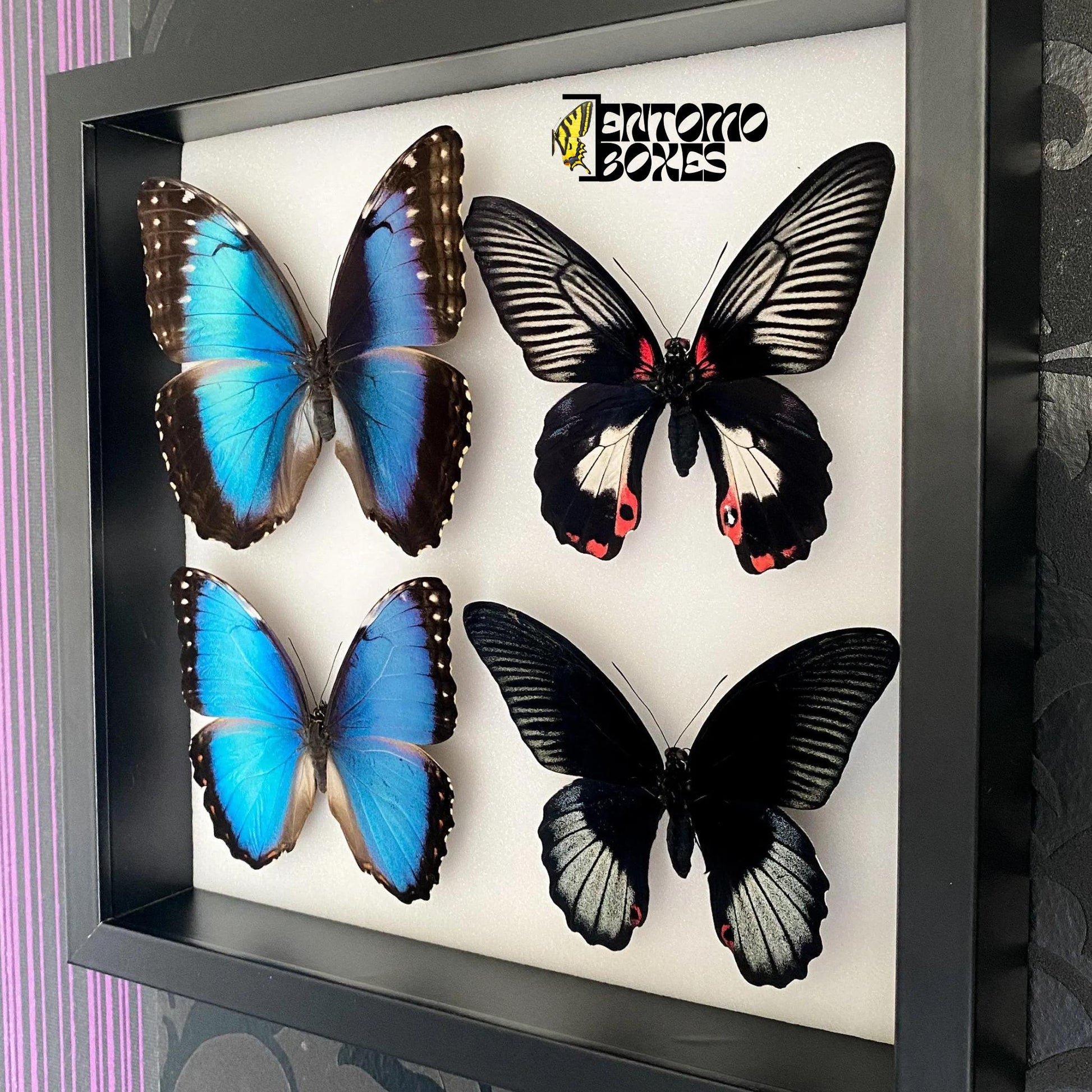 butterflies in isect shadow box (etsy image id: 7745689724)