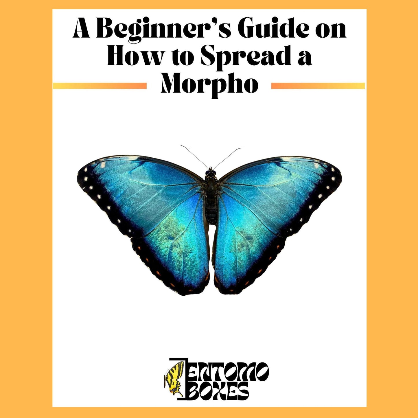 guide sur how to pin a bleu morpho papillon