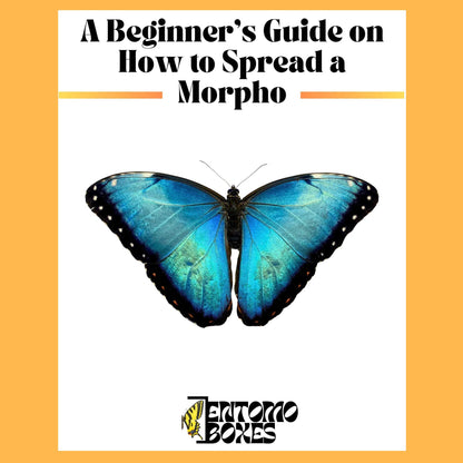 guide sur how to pin a bleu morpho papillon