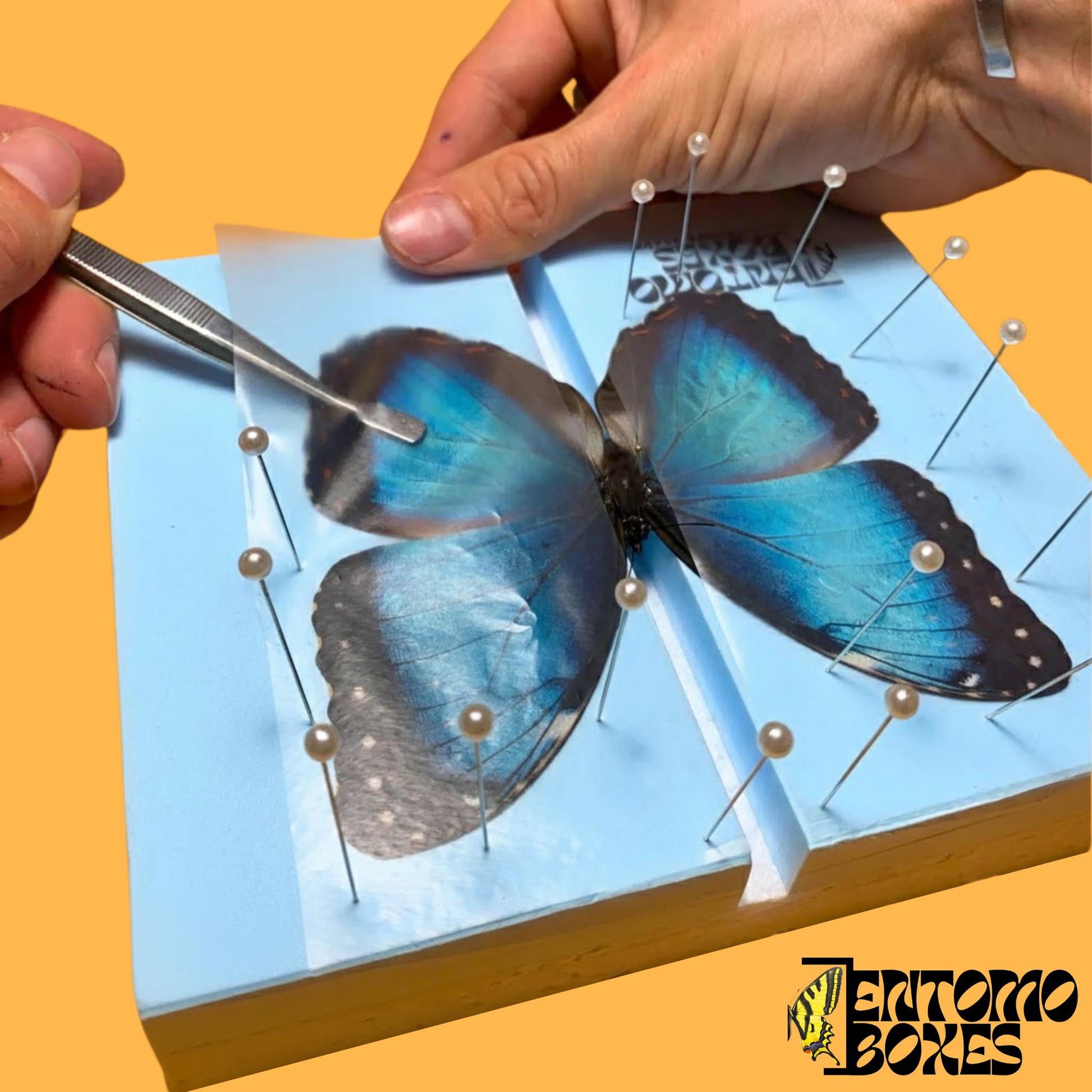 pinning process de bleu morpho papillon