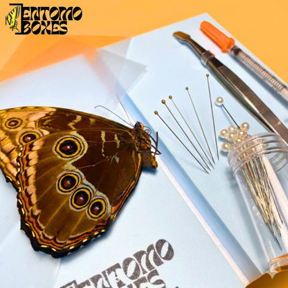bleu morpho papillon kit d'étalage