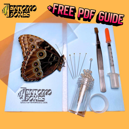 bleu morpho helenor papillon kit d'étalage