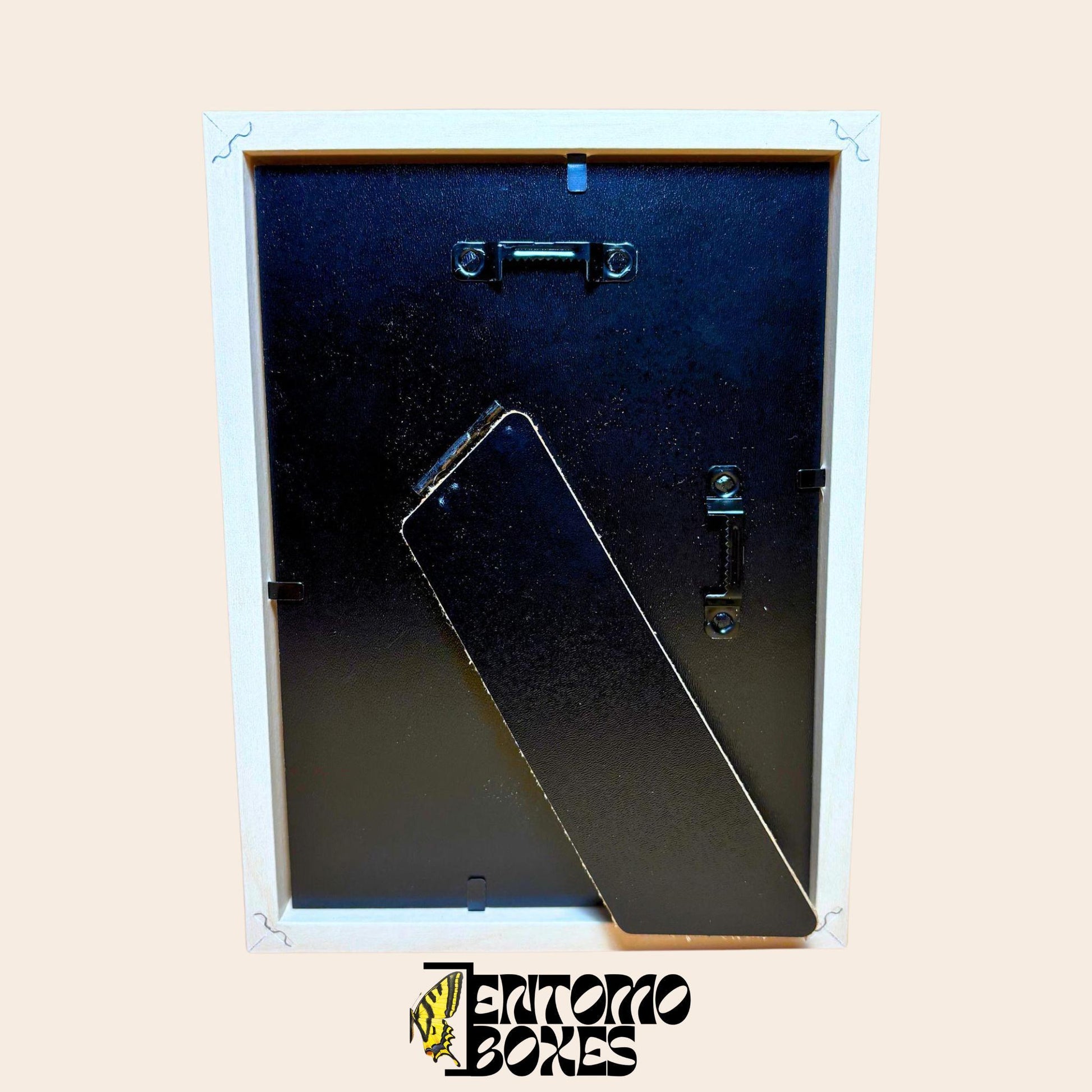 DEEP shadow boxes frames pour insecte papillons vitrine pour entomologie taxidermie