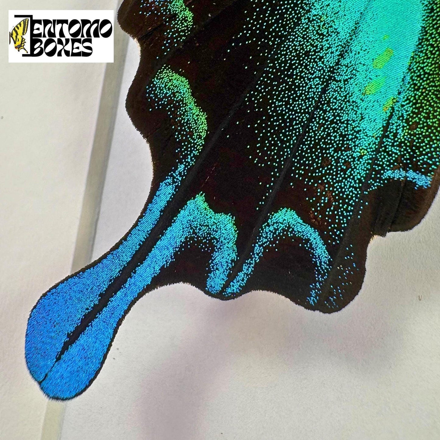 papilio blumei wing tail closeup (etsy image id: 7781084020)