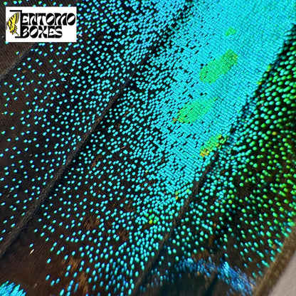papilio blumei wing scales closeup (etsy image id: 7781084106)