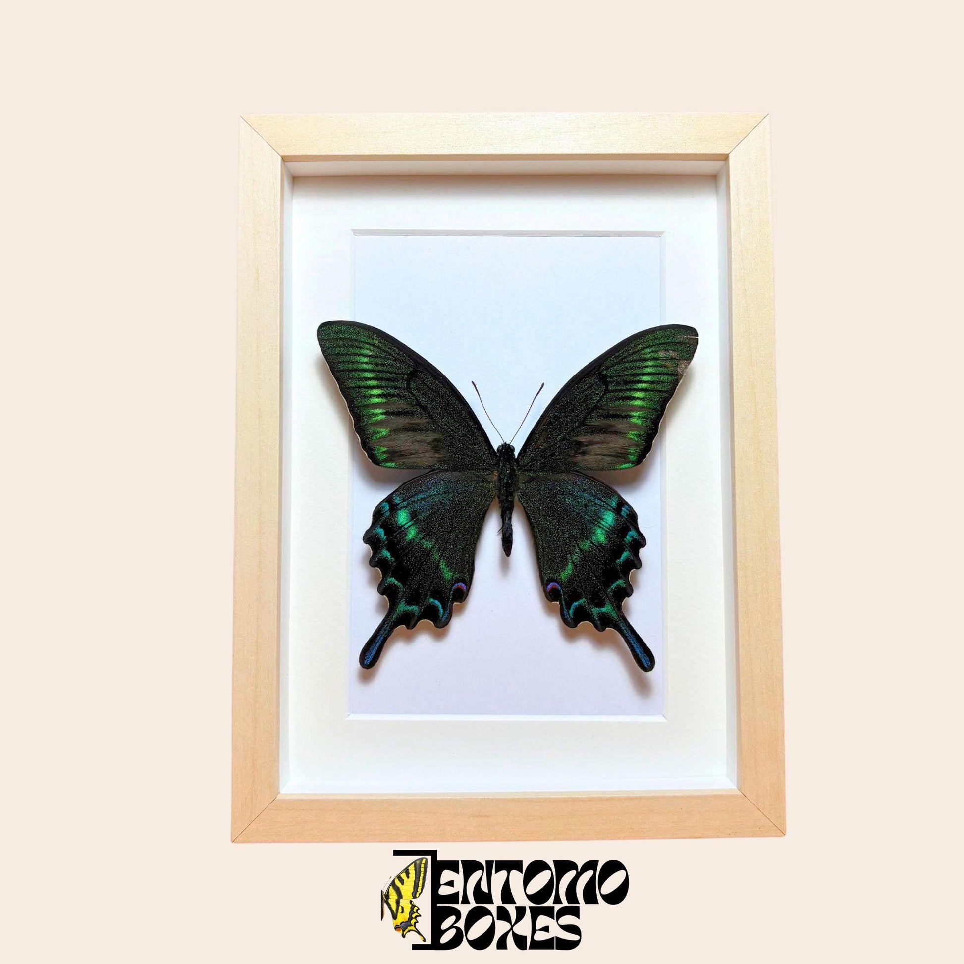 entomologie insecte cadre vitrine d'EntomoBoxes, fait main pour papillon et spécimen vitrine