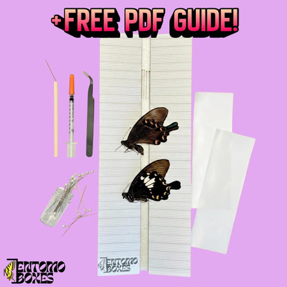 papillon collection kit débutant avec all you need