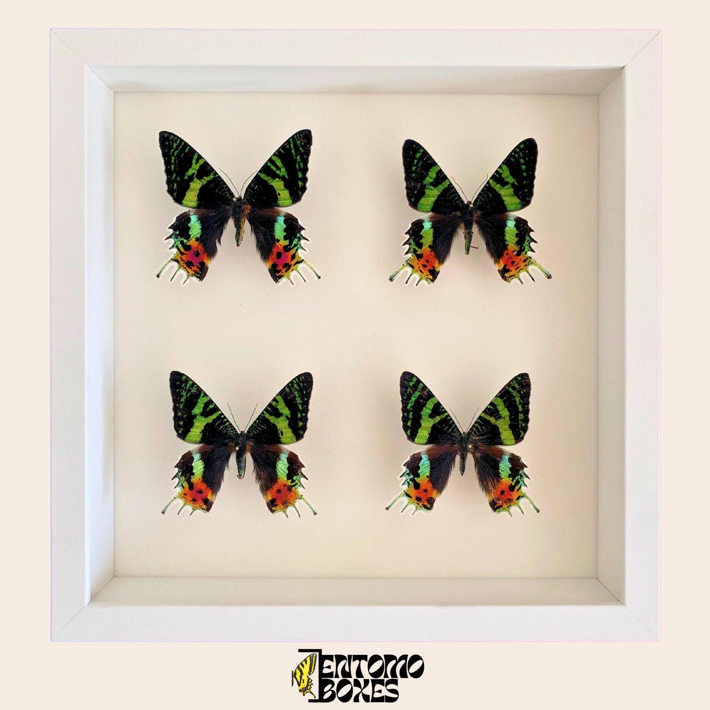 four Madagascan Sunset Moths (Urania ripheus) in white Frame (etsy image id: 7820960991)
