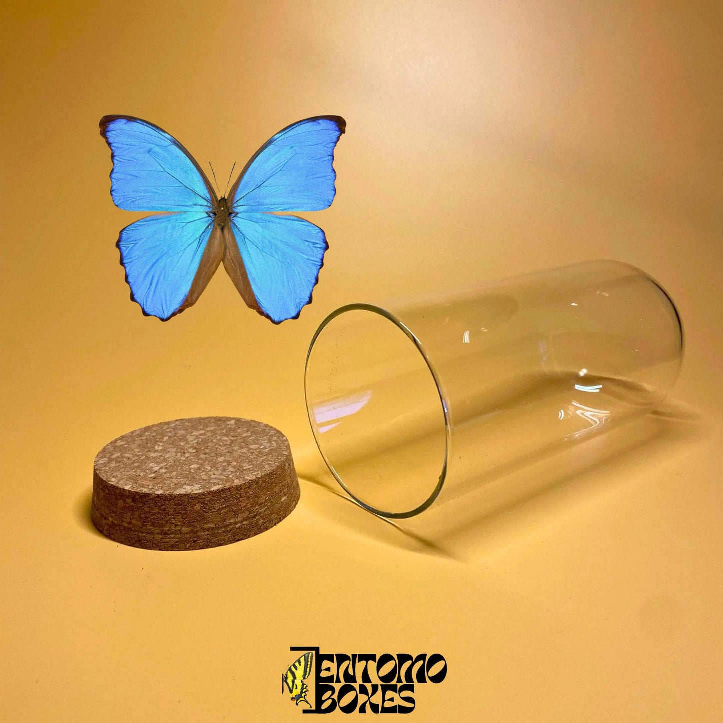 glass dome avec cork lid