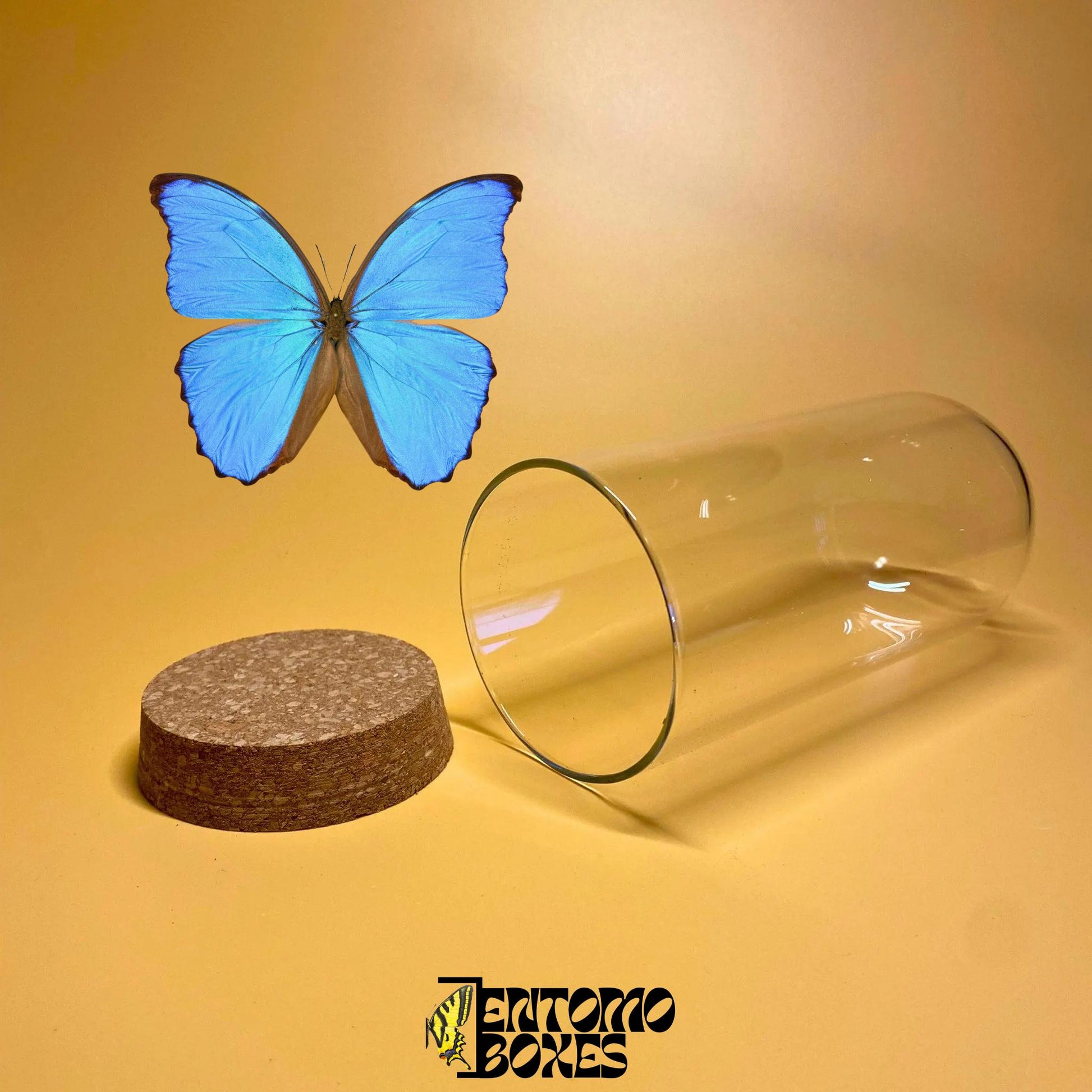 glass dome avec cork lid