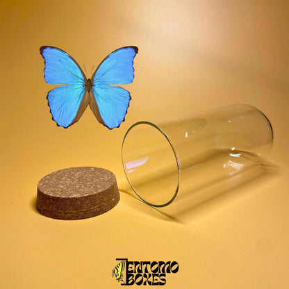 glass dome avec cork lid