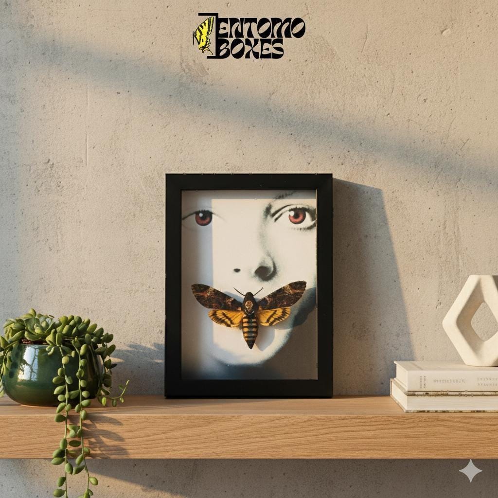 deaths head hawkmoth acherontia atropos in frame with silence of the lambs motive standing on a shelf __etsy:7822678394