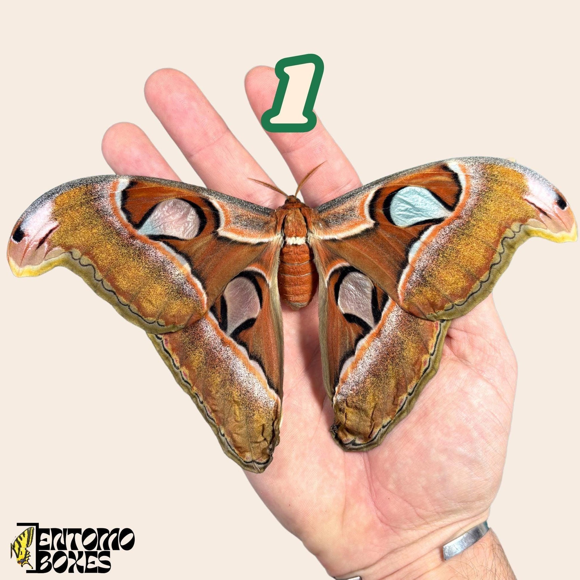 femelle attacus lorquini sur hand