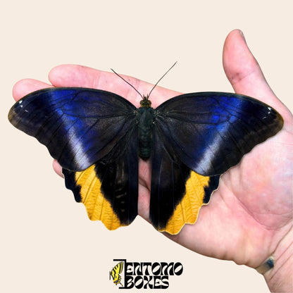 magnificent owl papillon sur hand