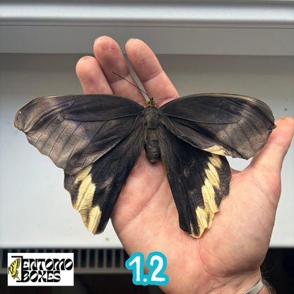 grande véritable Caligo atreus owl papillon spécimen non étalé pour taxidermie et entomologie