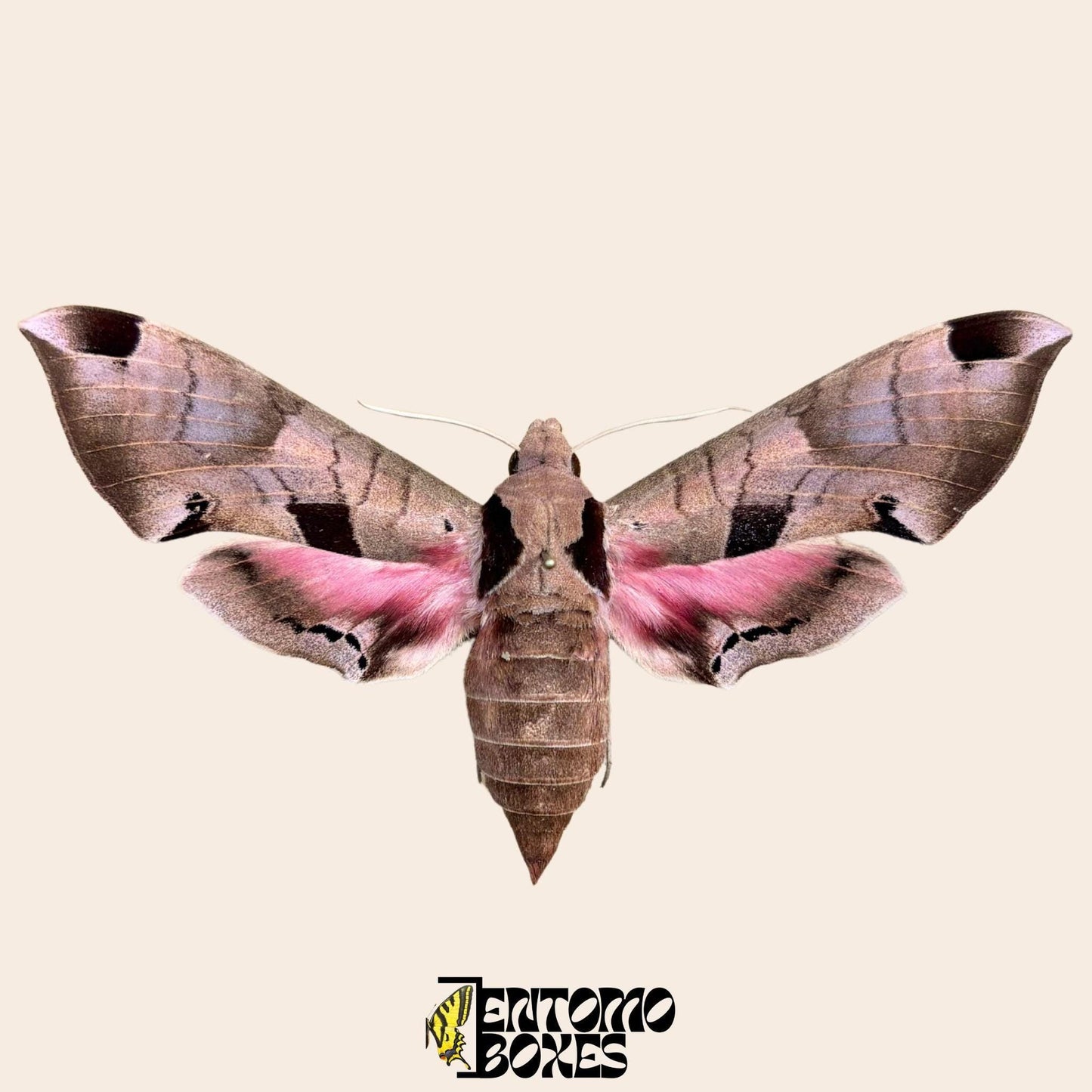 Eumorpha achemon étalé rose lépidoptère