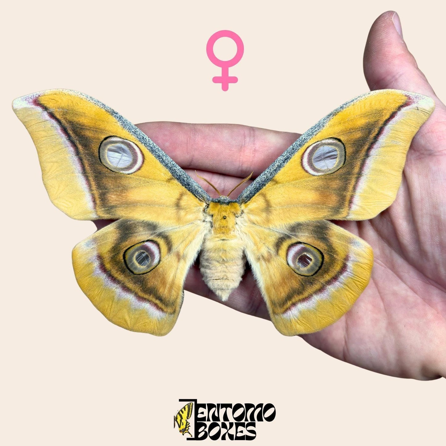 antheraea mylitta pinned female moth (etsy image id: 7849831874)