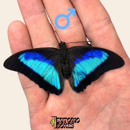 véritable Prepona omphale tropical coloré bleu papillon pour collection, entomologie et taxidermie