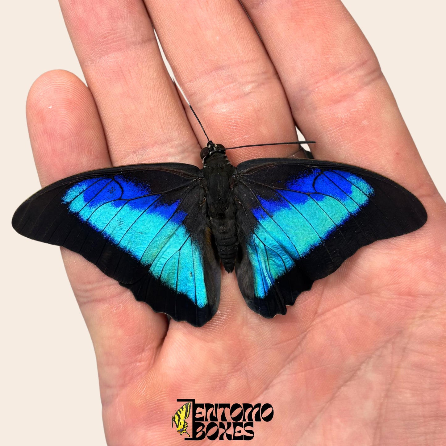véritable Prepona omphale tropical coloré bleu papillon pour collection, entomologie et taxidermie