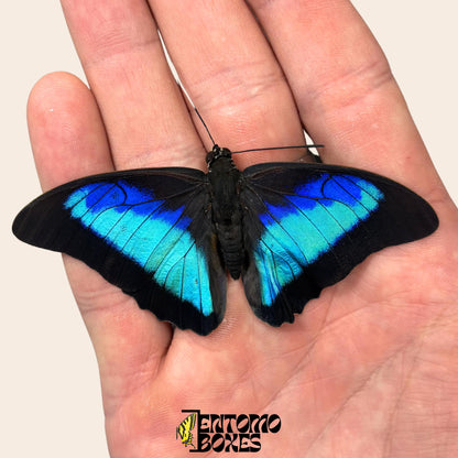 véritable Prepona omphale tropical coloré bleu papillon pour collection, entomologie et taxidermie