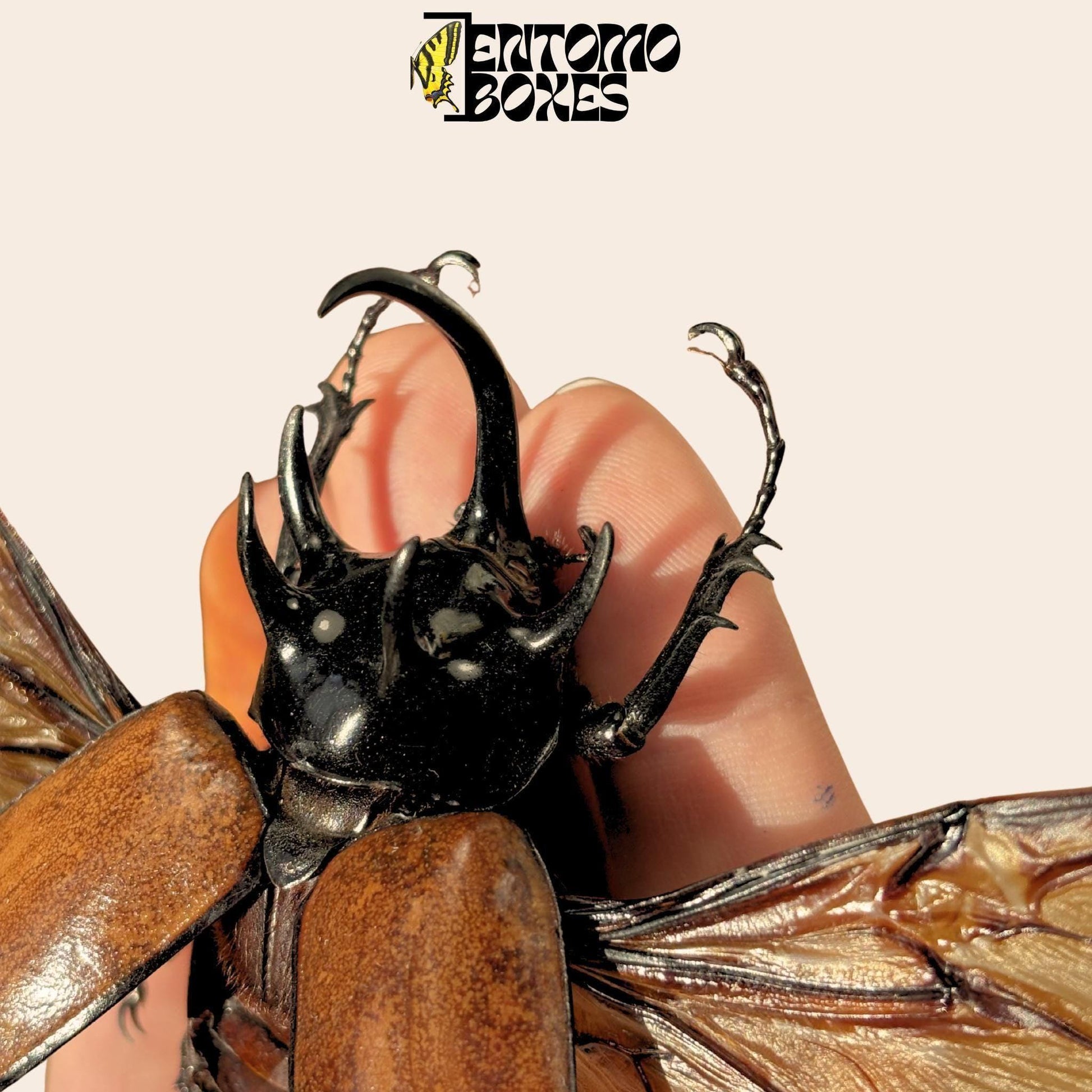 Eupatorus gracilicornis étalé mâle ailes ouvertes