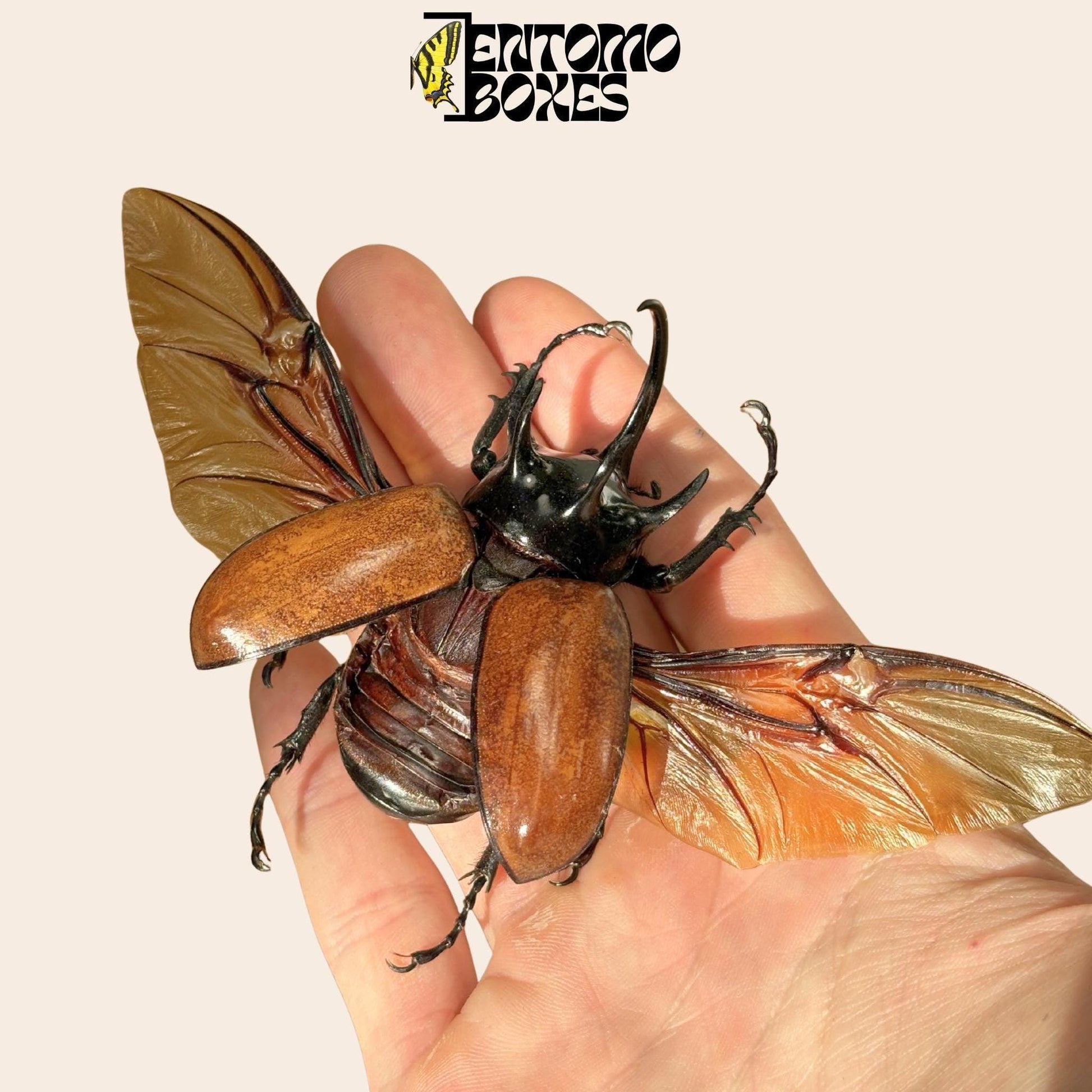 Eupatorus gracilicornis étalé mâle ailes ouvertes