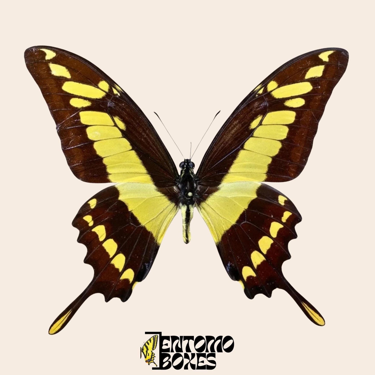 Papilio thoas étalé mâle papillon