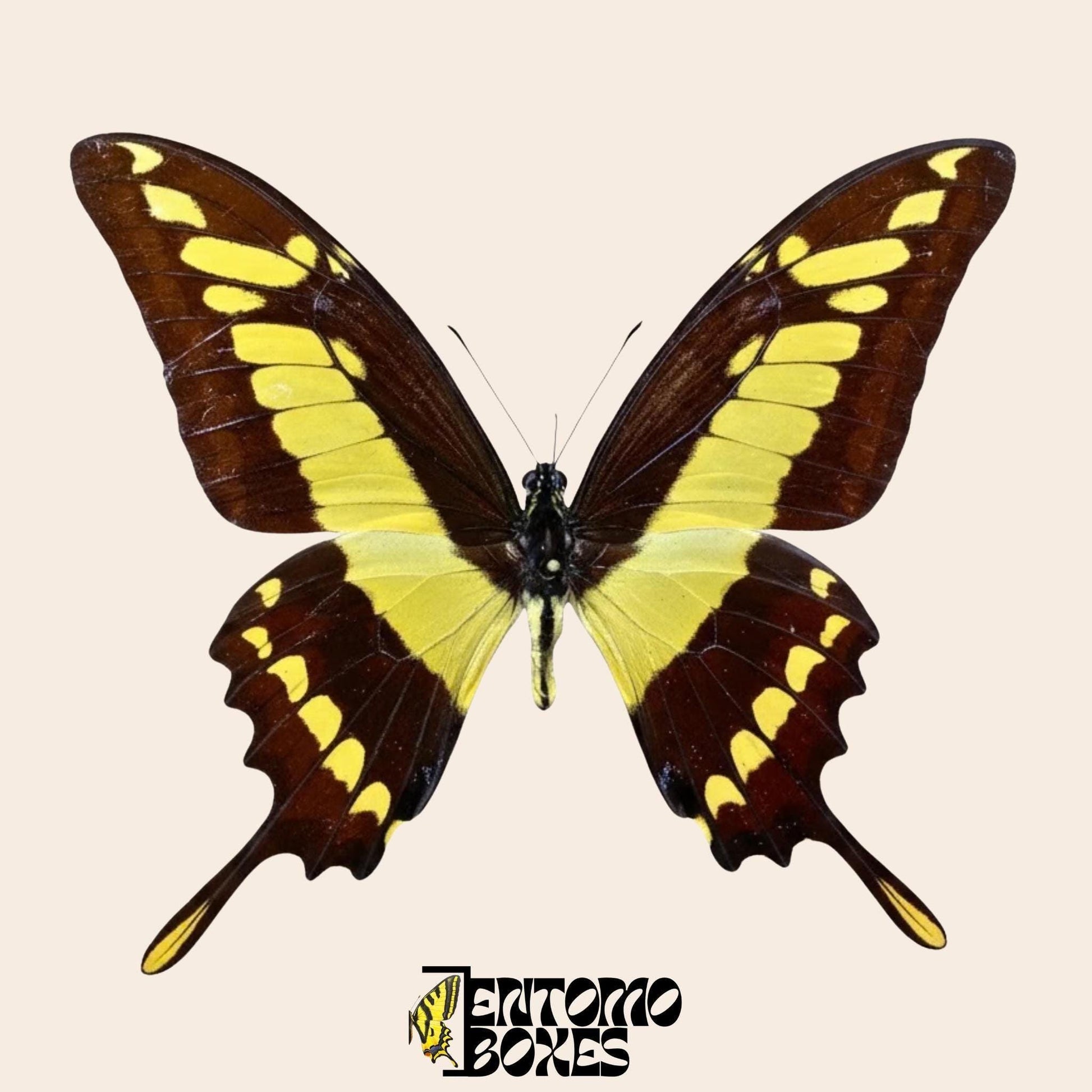 Papilio thoas étalé mâle papillon