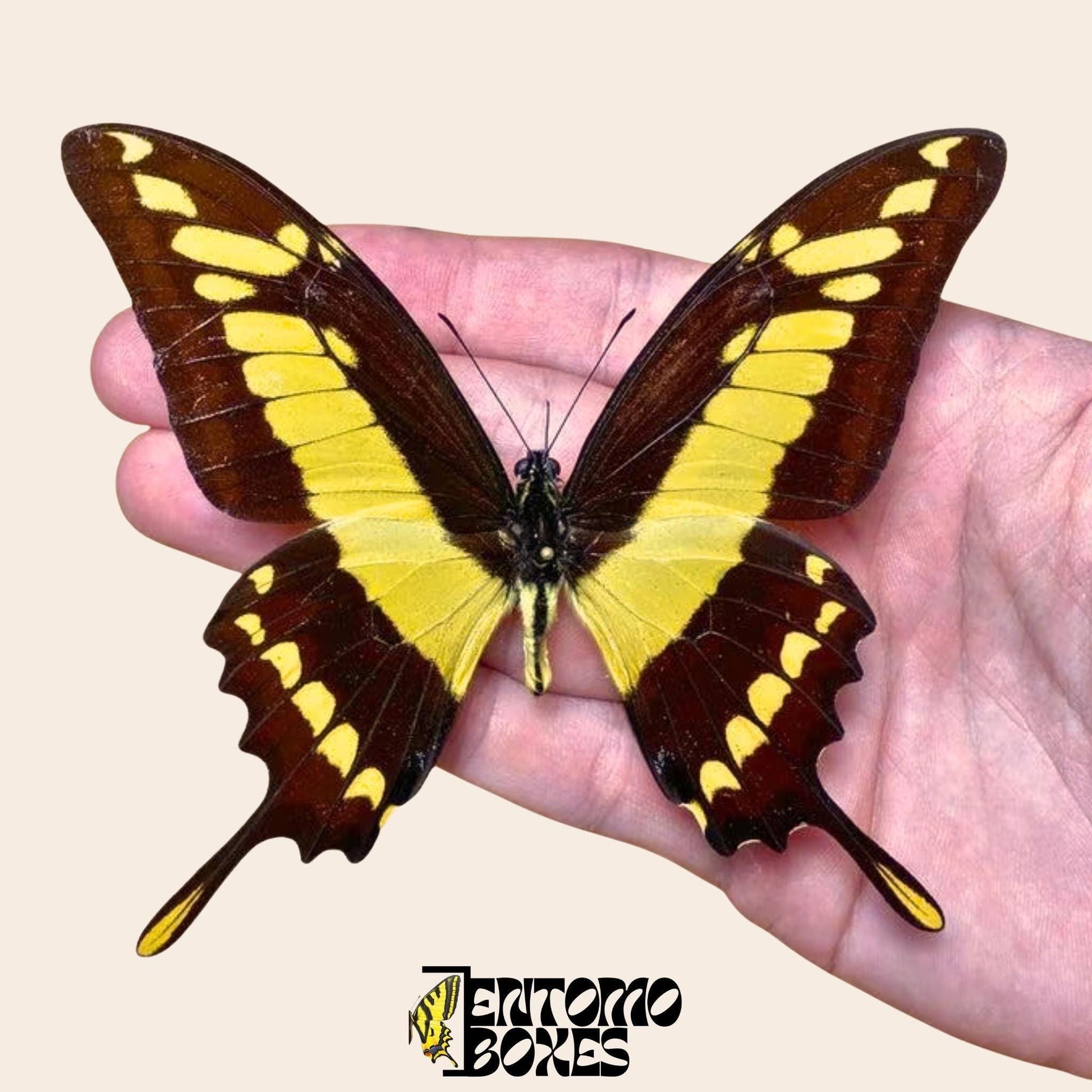 Papilio thoas étalé mâle papillon
