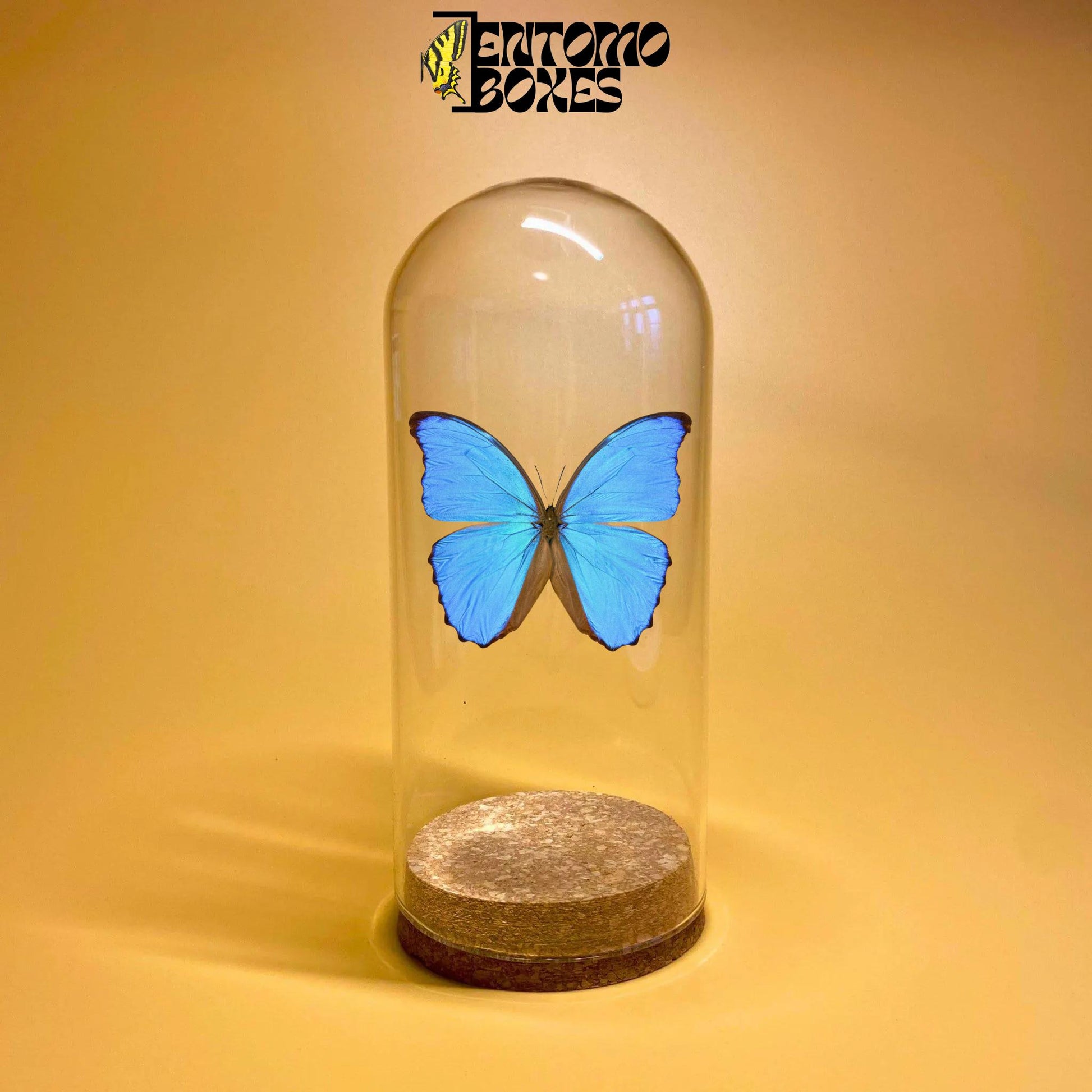glass dome jar pour displaying insectes