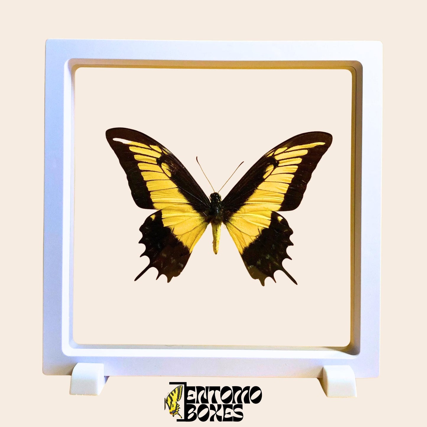 papilio androgeus in transparent white display frame (etsy image id: 7870274707)