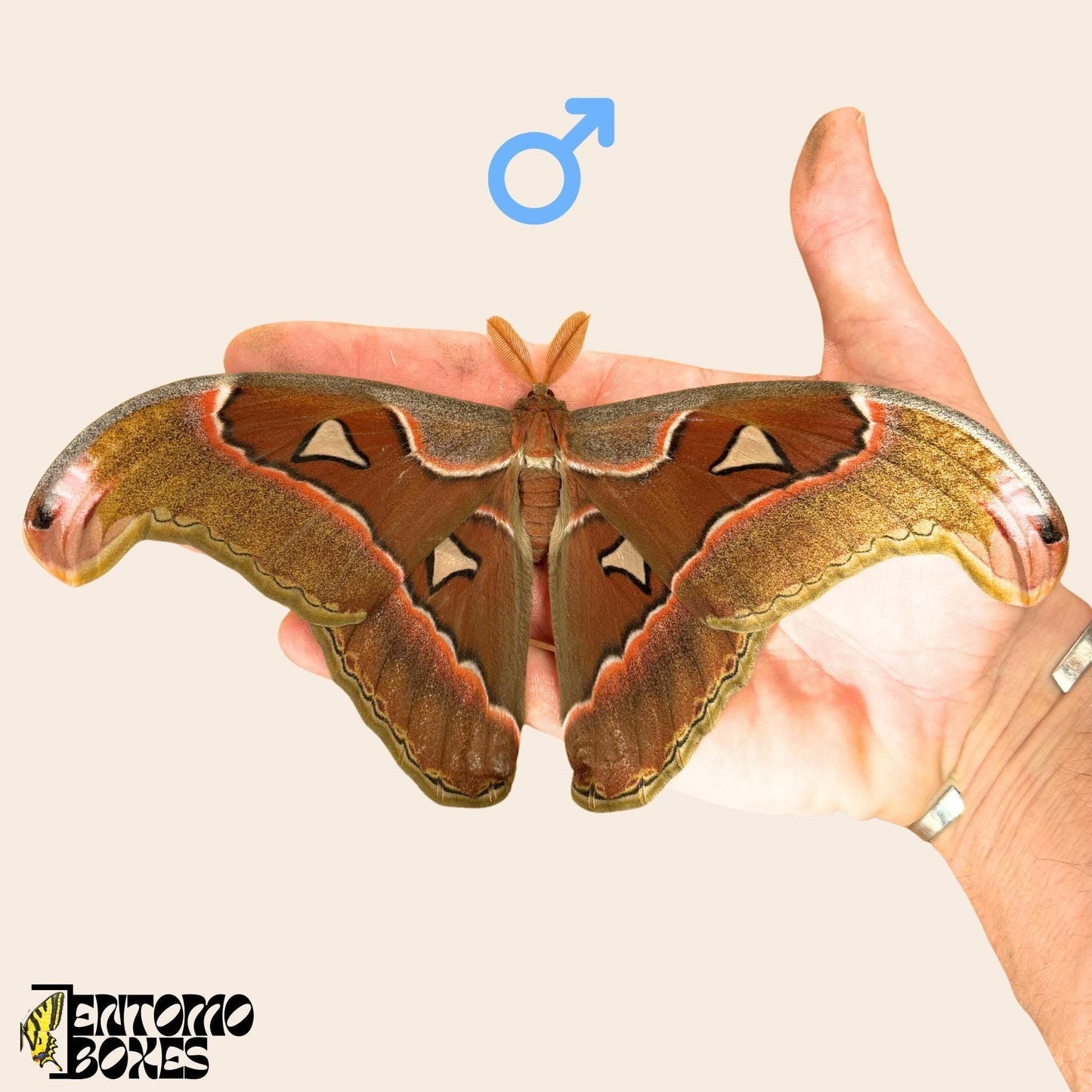 mâle attacus lorquini sur hand