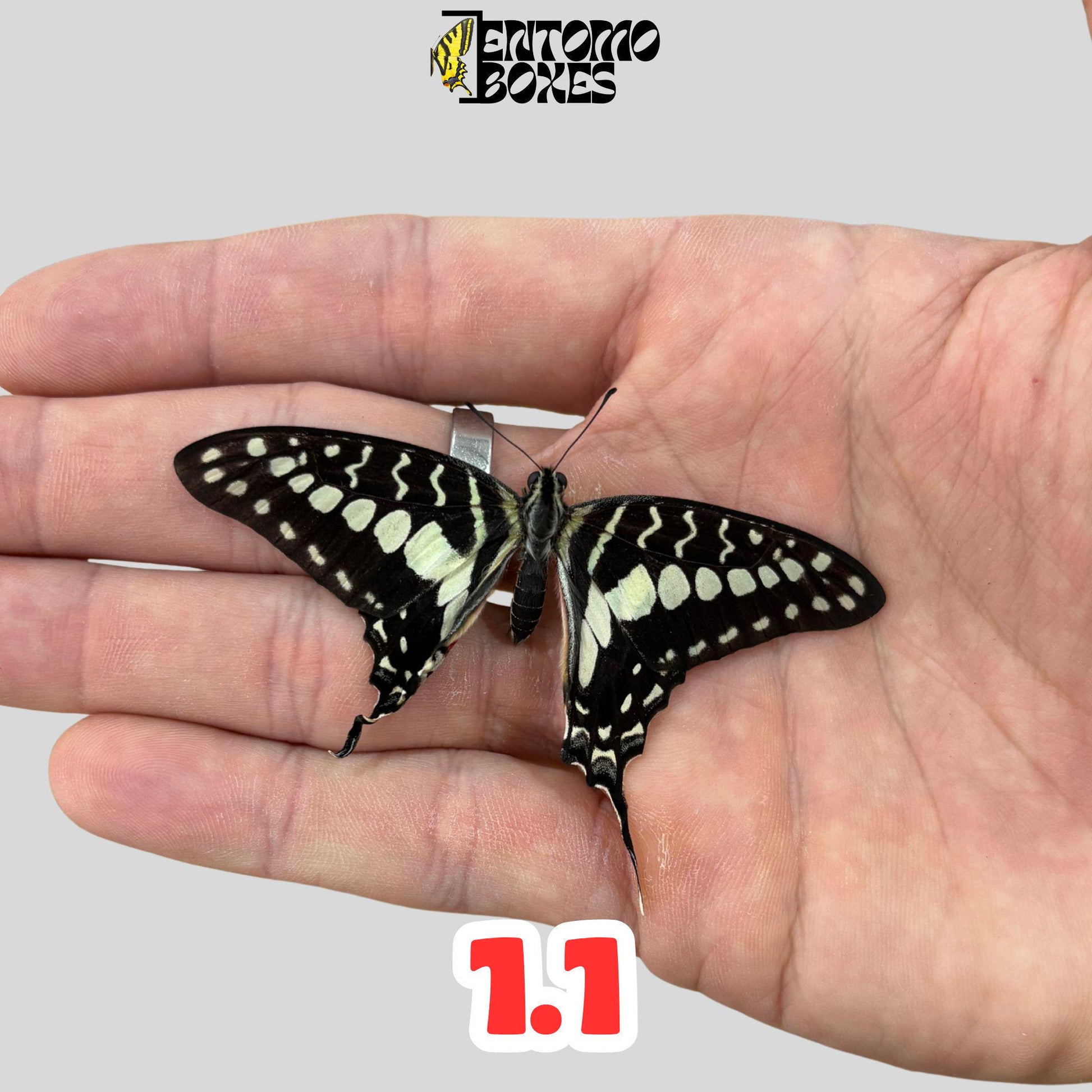 graphium policenes male (etsy image id: 7874756812)