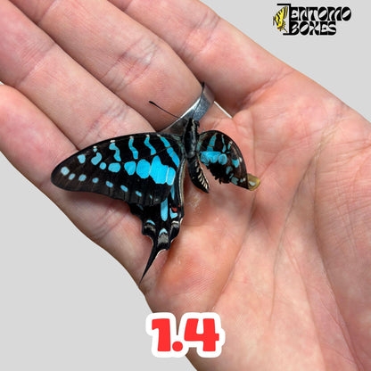 Graphium policenes real dry butterfly for entomology taxidermy collection (etsy image id: 7874756916)
