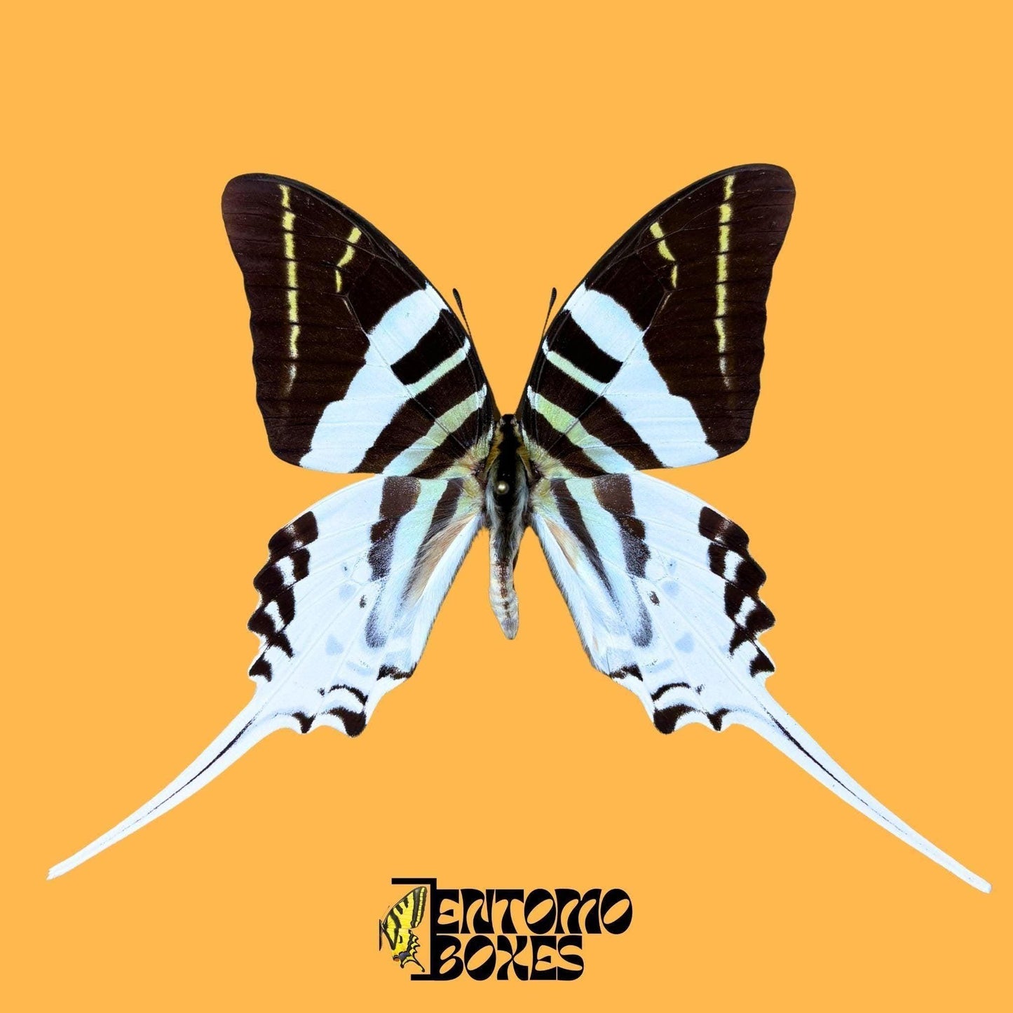 Graphium androcles étalé mâle papillon
