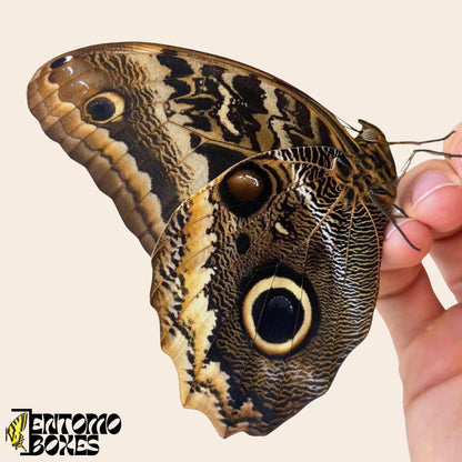 caligo atreus papillon sur hand
