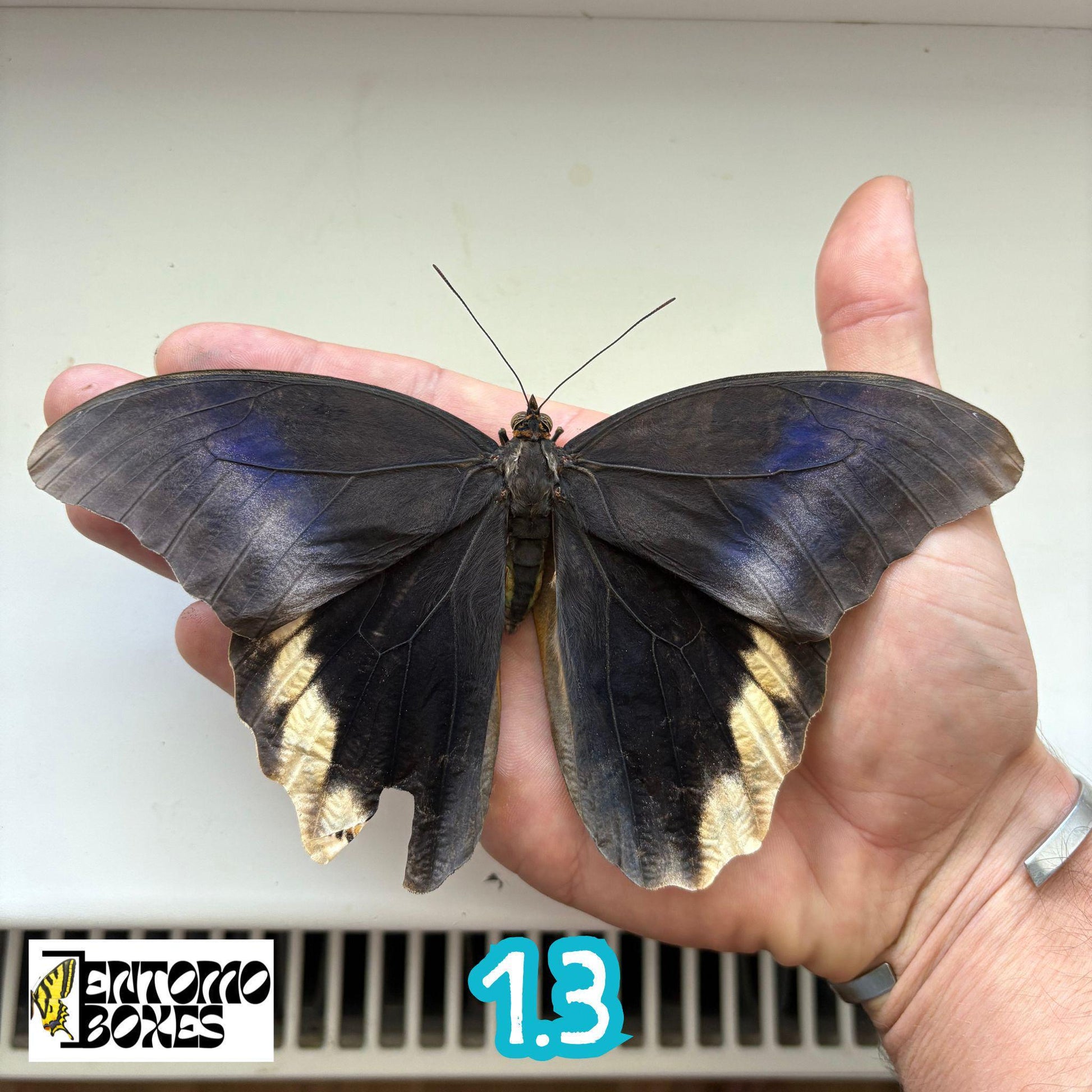 grande véritable Caligo atreus owl papillon spécimen non étalé pour taxidermie et entomologie