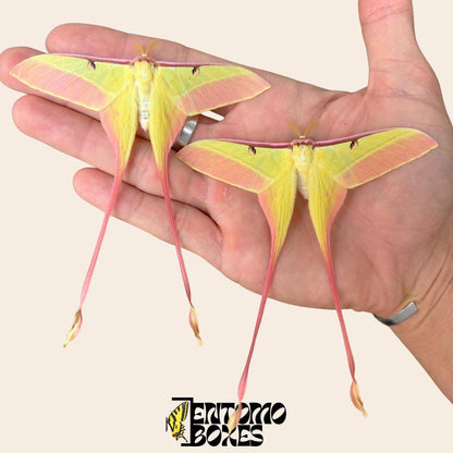 two actias dubernardi males sur hand