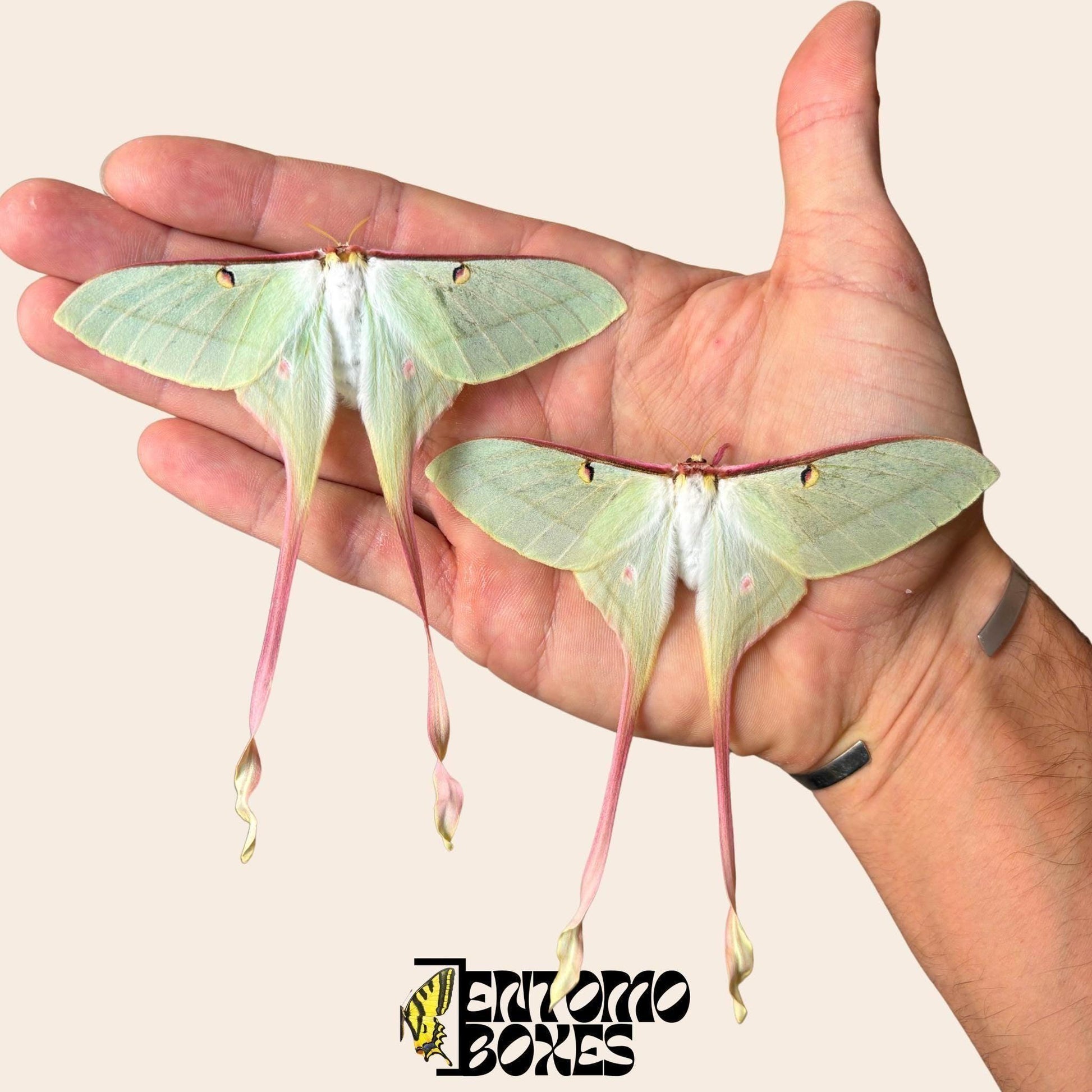 two actias dubernardi females sur hand