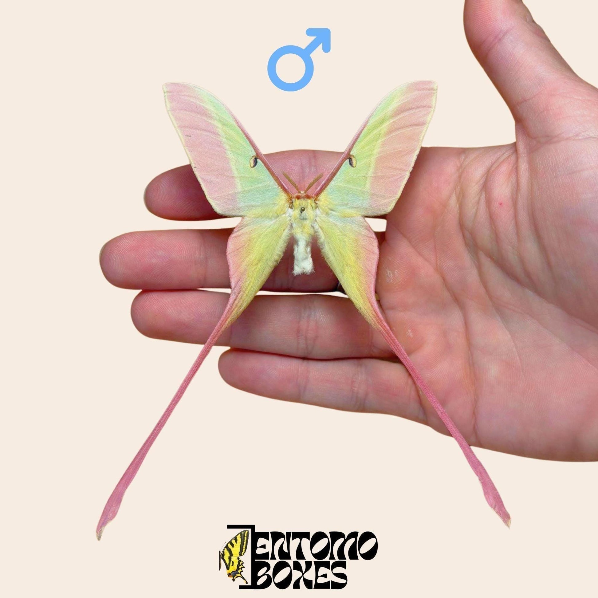 actias dubernardi étalé mâle