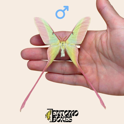 actias dubernardi étalé mâle