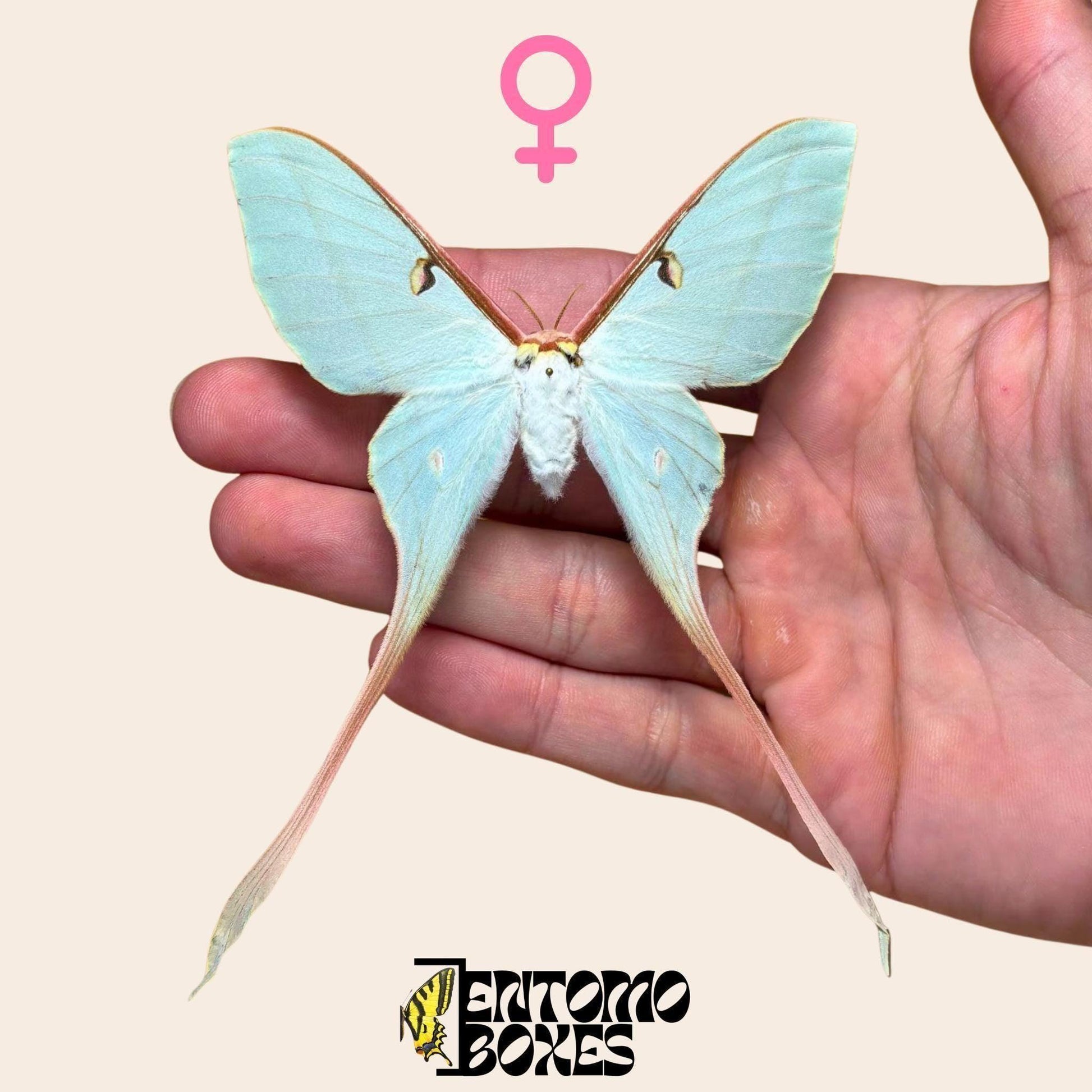 actias dubernardi étalé femelle