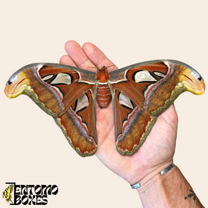 attacus Attacus atlas femelle