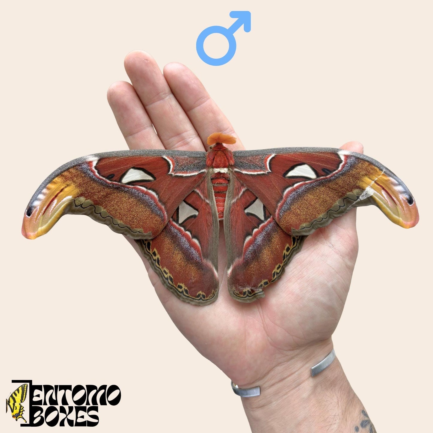 attacus Attacus atlas mâle