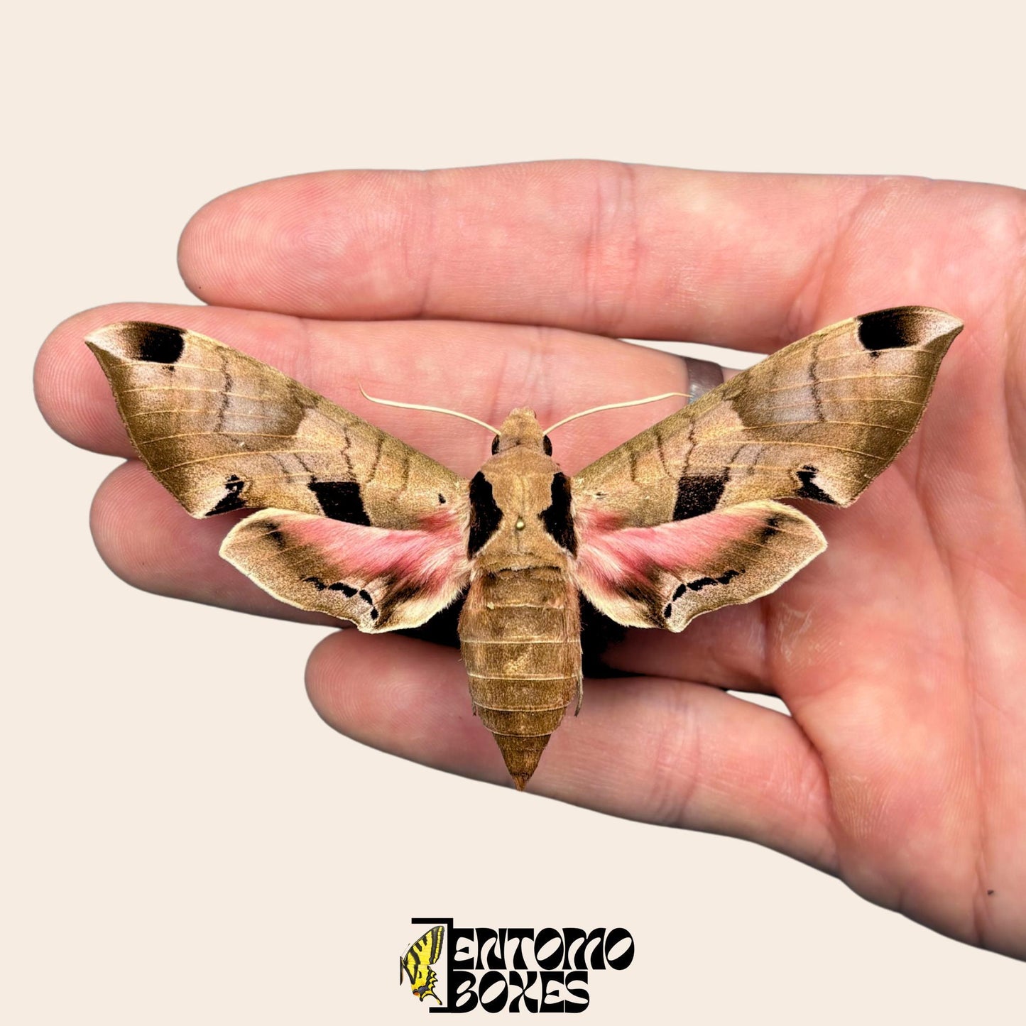 Eumorpha achemon étalé rose lépidoptère
