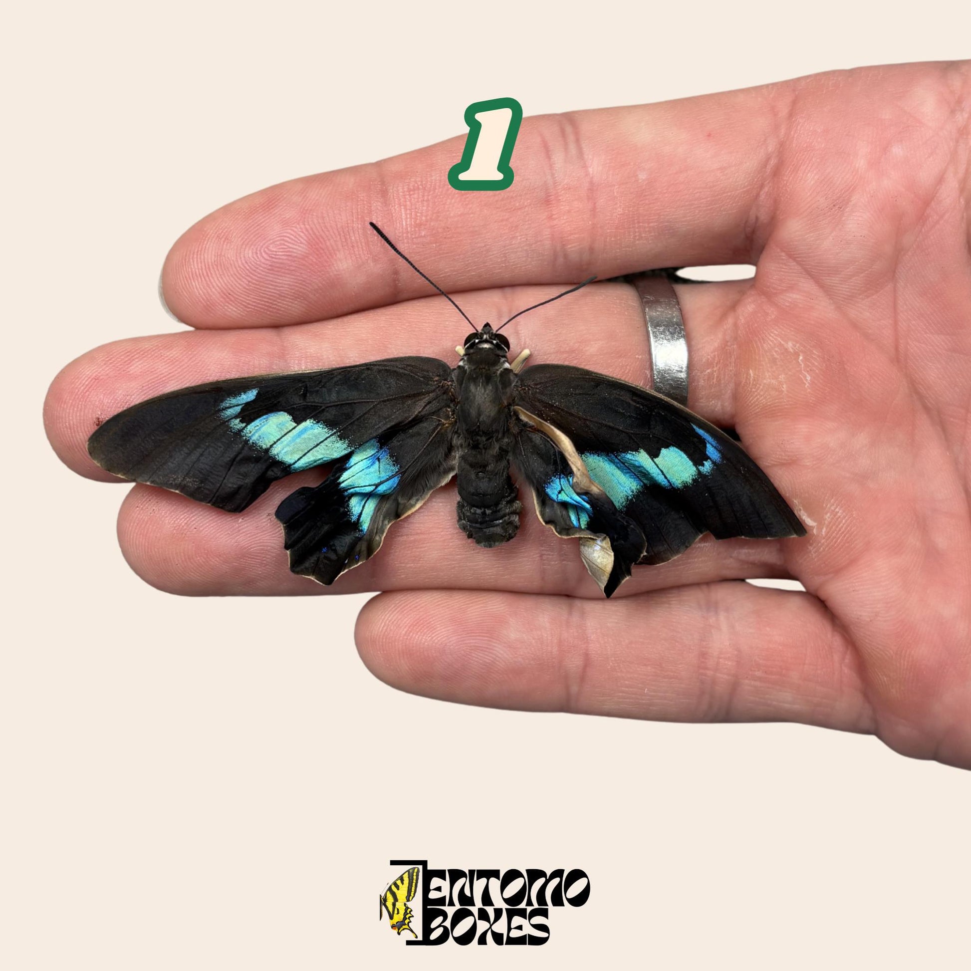véritable Prepona omphale tropical coloré bleu papillon pour collection, entomologie et taxidermie