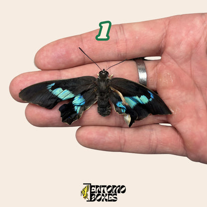 véritable Prepona omphale tropical coloré bleu papillon pour collection, entomologie et taxidermie