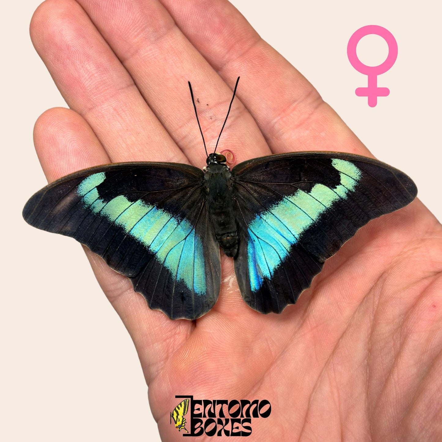 véritable Prepona omphale tropical coloré bleu papillon pour collection, entomologie et taxidermie