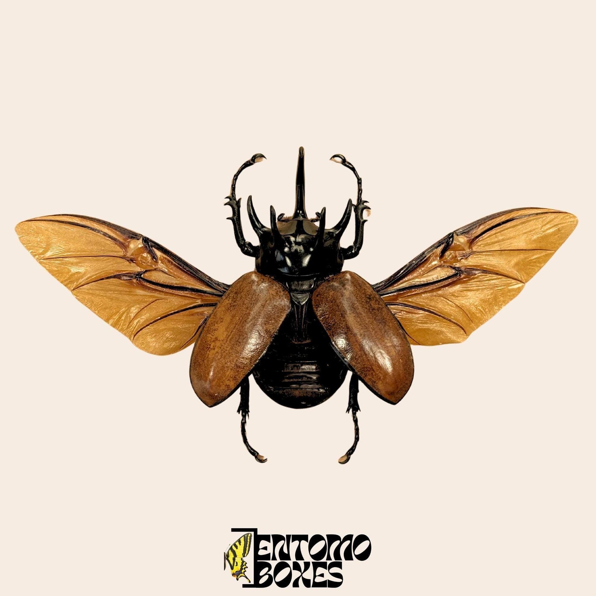 Eupatorus gracilicornis étalé mâle ailes ouvertes